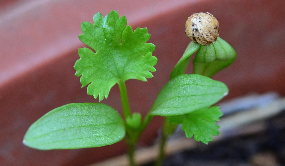 Best Compost Mixes for Growing Vegetables in Containers