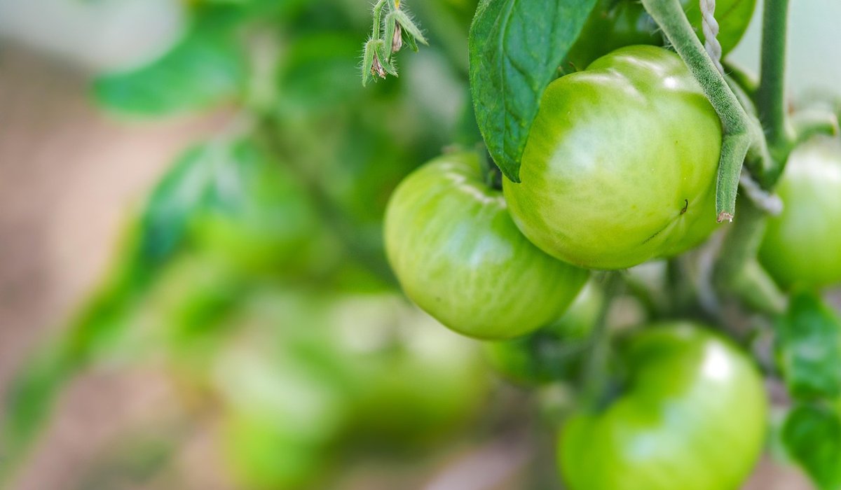 Choosing the Right Allotment Tools for New Growers