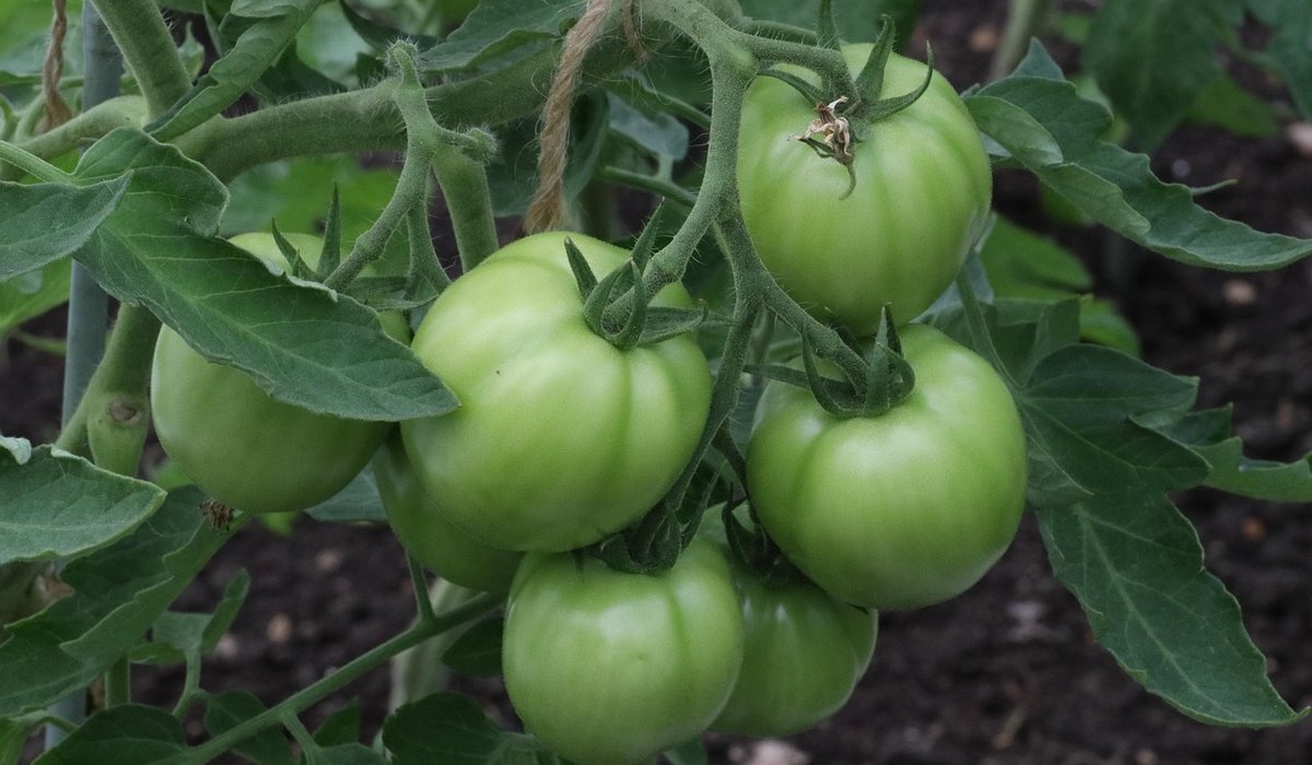 Companion Planting to Reduce Common Garden Pests