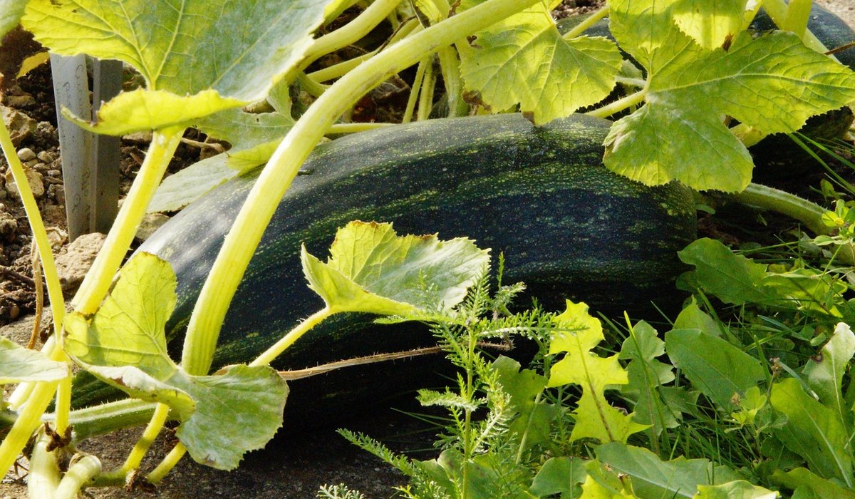 Growing Carrots in Raised Beds Without Forking