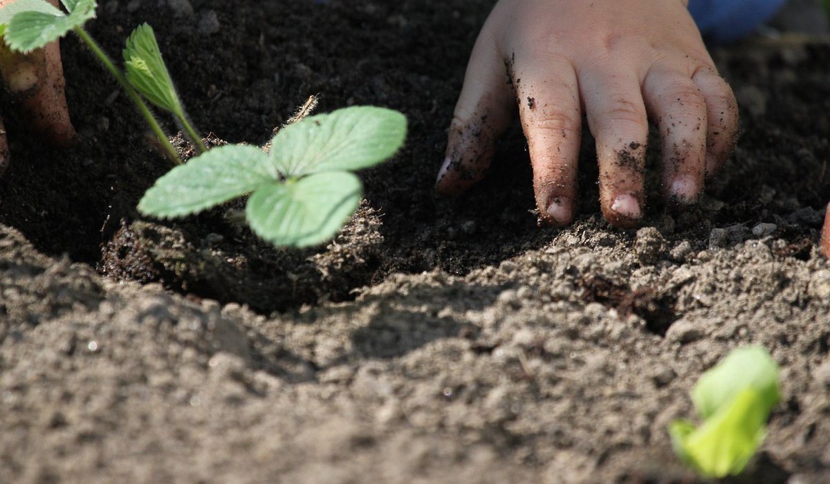 How to Harden Off Young Plants Before Planting Out