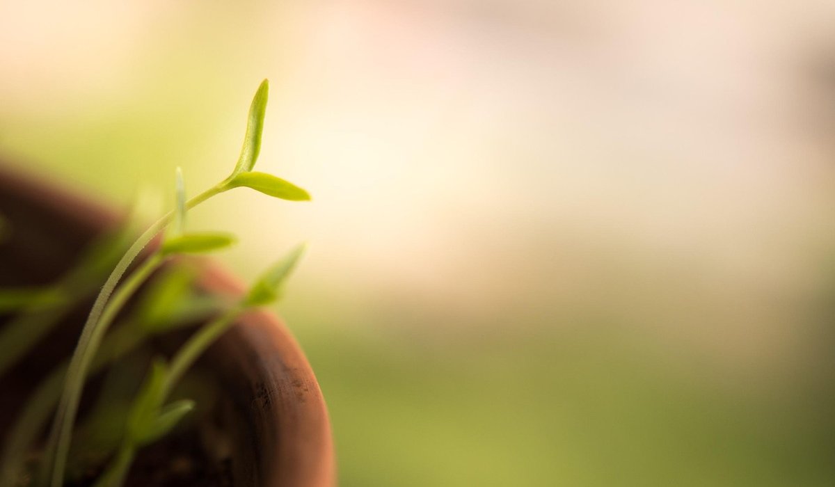 Improving Clay Soil for Better Vegetable Growth
