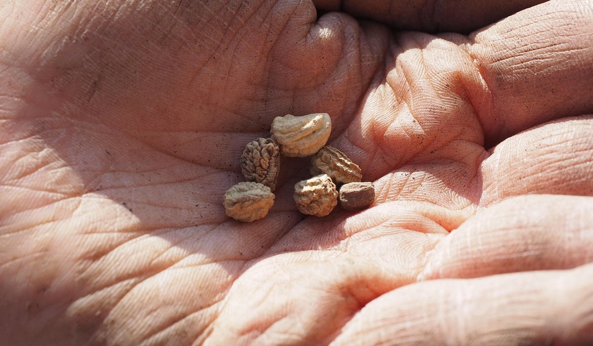 Natural Ways to Deter Slugs from Tender Seedlings