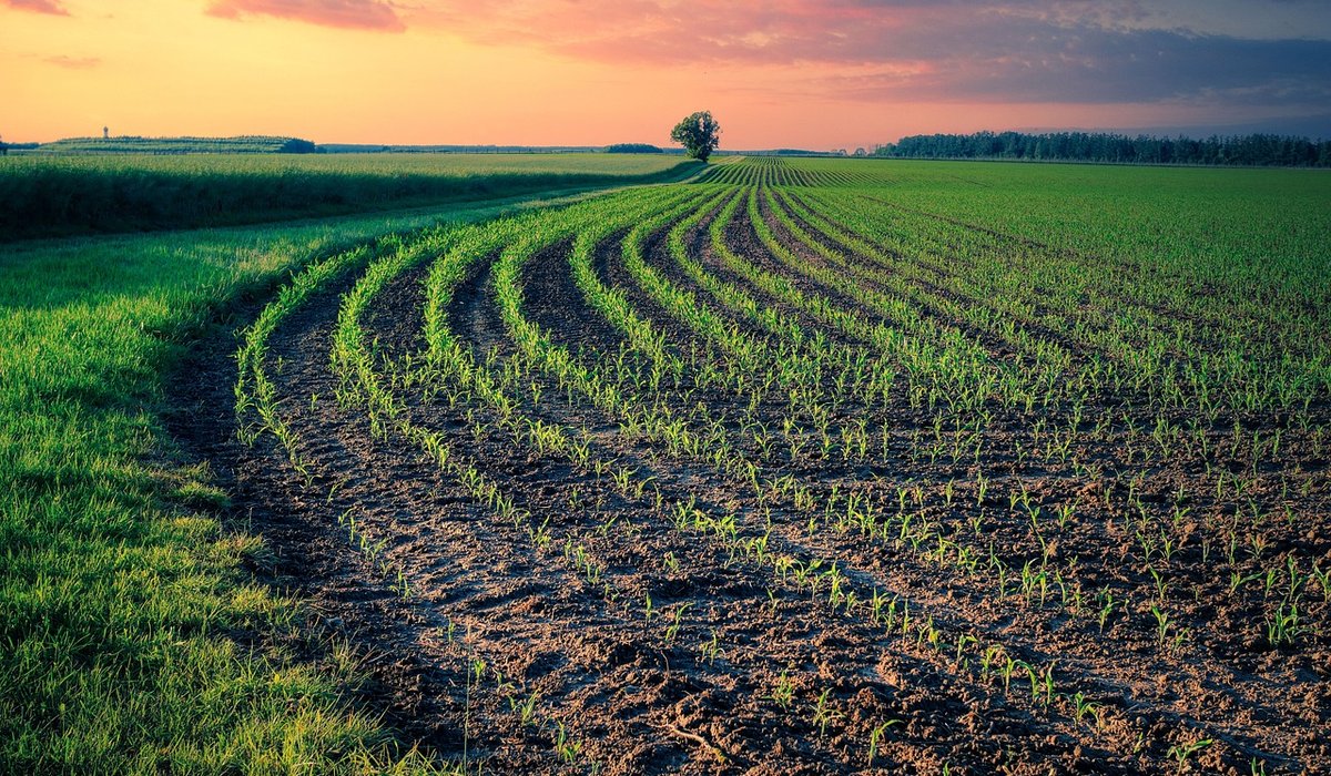Understanding Soil pH for Healthy Vegetable Garden Beds