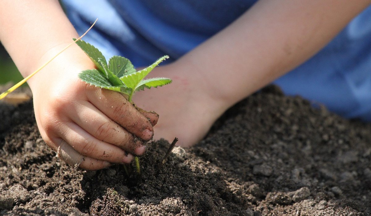 Using a Greenhouse to Extend Your Growing Season