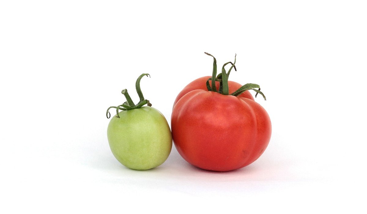 Watering Tomato Plants Consistently for Better Harvests